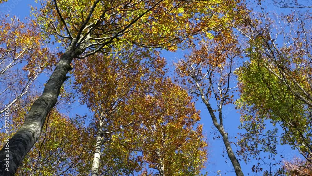 yellow leaves on the tree  in autumn