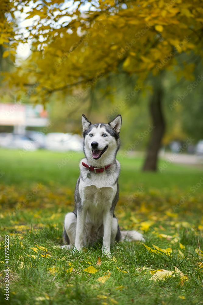 Husky dog in the autumn park area