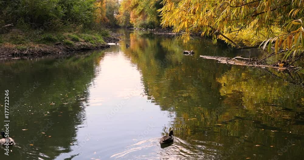 Beautiful colorful fall autumn afternoon river and ducks. Beautiful season Autumn fall colors in forest along river bank. Provo river recreation trail footpath central Utah. Beautiful colorful fall autumn afternoon river and ducks. Beautiful season Autumn fall colors in forest along river bank. Provo river recreation trail footpath central Utah.