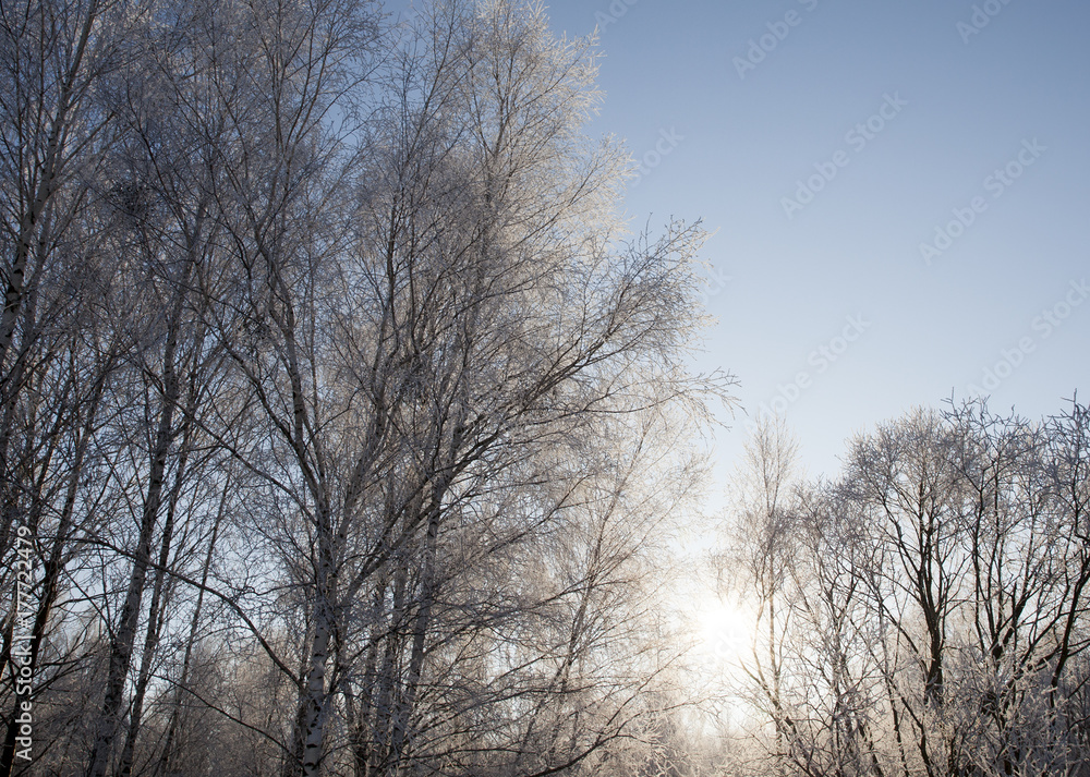 Rime on the branches Rime on the branches
