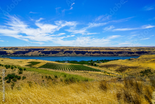 A beautiful vineyard right on the Columbia River in southern Washington state.
