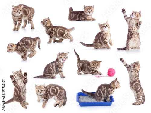 Cats isolated set