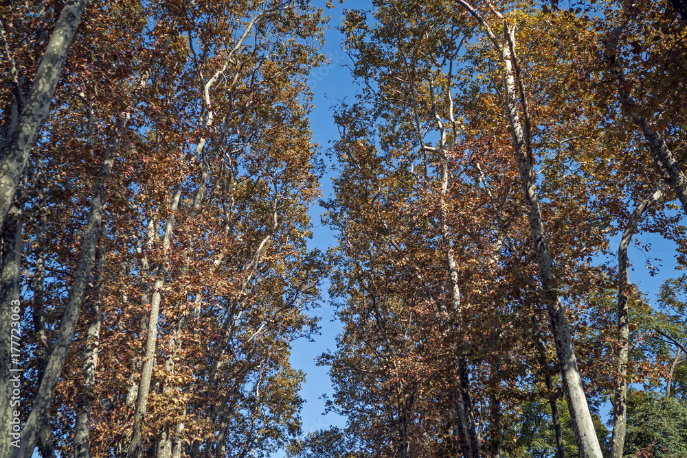 Fototapeta premium autumn trees