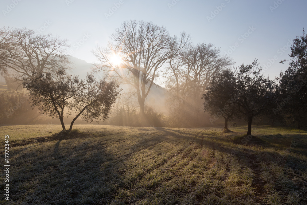 Powerful sun rays cutting through the mist at dawn, in the midst of some trees on a meadow