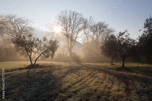 Powerful sun rays cutting through the mist at dawn, in the midst of some trees on a meadow