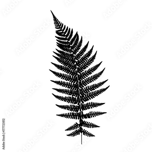 Fern leaf silhouette. Vector illustration