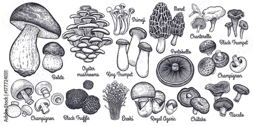 Obraz na plátně Edible mushrooms big set.