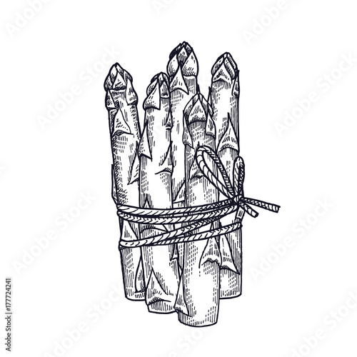 Asparagus vintage engraving.