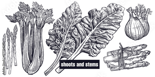 Shoots and stems set.
