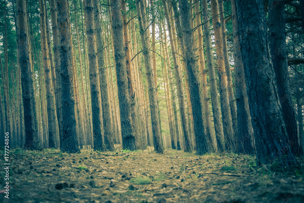 Naklejka premium Pine Forest Spring Morning Retro