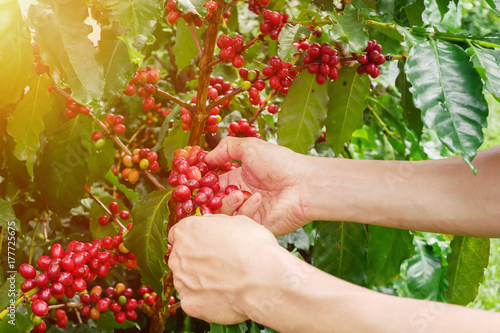 Cherry coffee beans hands harvesting ,arabica coffee berries