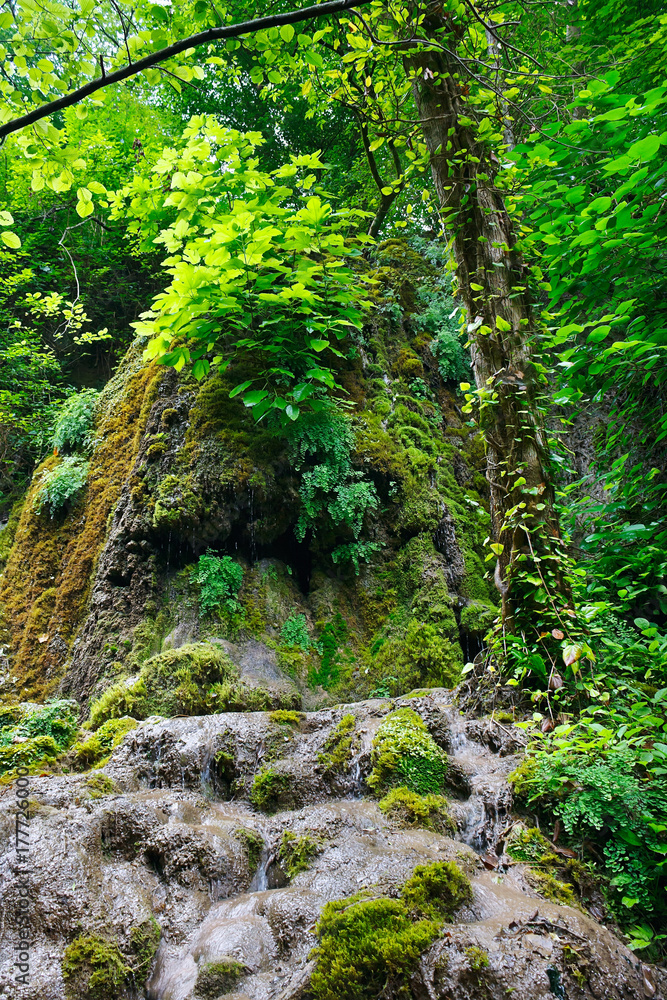 Obraz premium Rocky slope with trees and moss in the southern forest