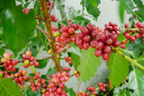 Cherry coffee beans on the branch of coffee plant before harvesting