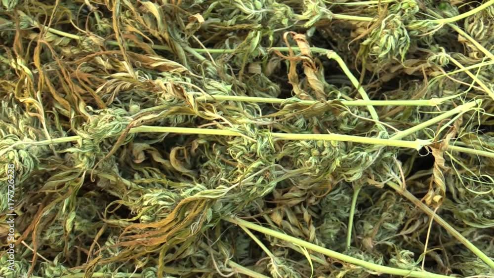 Medicinal cannabis hemp harvested dried quality seeds for the production of ointments and creams developed by scientists, science modern trend Medicinal cannabis hemp harvested dried quality seeds for the production of ointments and creams developed by scientists, science modern trend