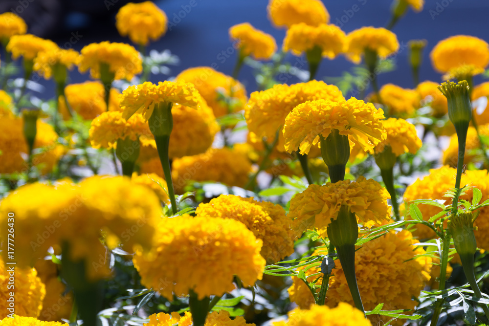 Obraz premium Merigold Flowers