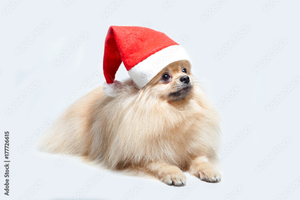 Christmas composition. A yellow dog in a Santa Claus hat. Gifts. Christmas composition. A yellow dog in a Santa Claus hat. Gifts.