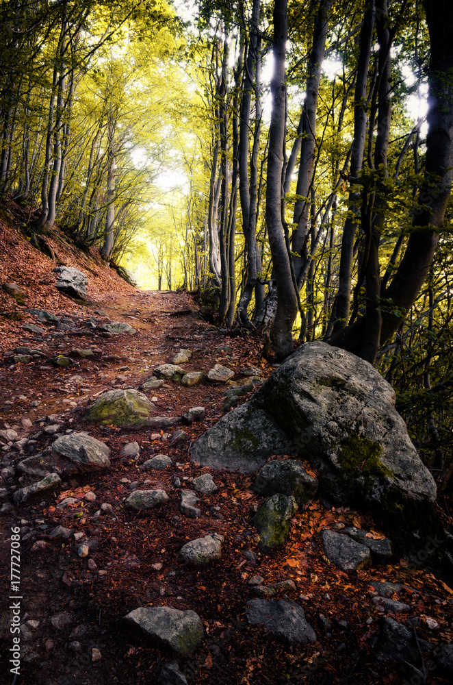 pathway into an intricate wood with autumn fallen leaves on the ground and stones