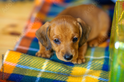 beautiful puppy dachshunds sitting on the rug near the gift box.