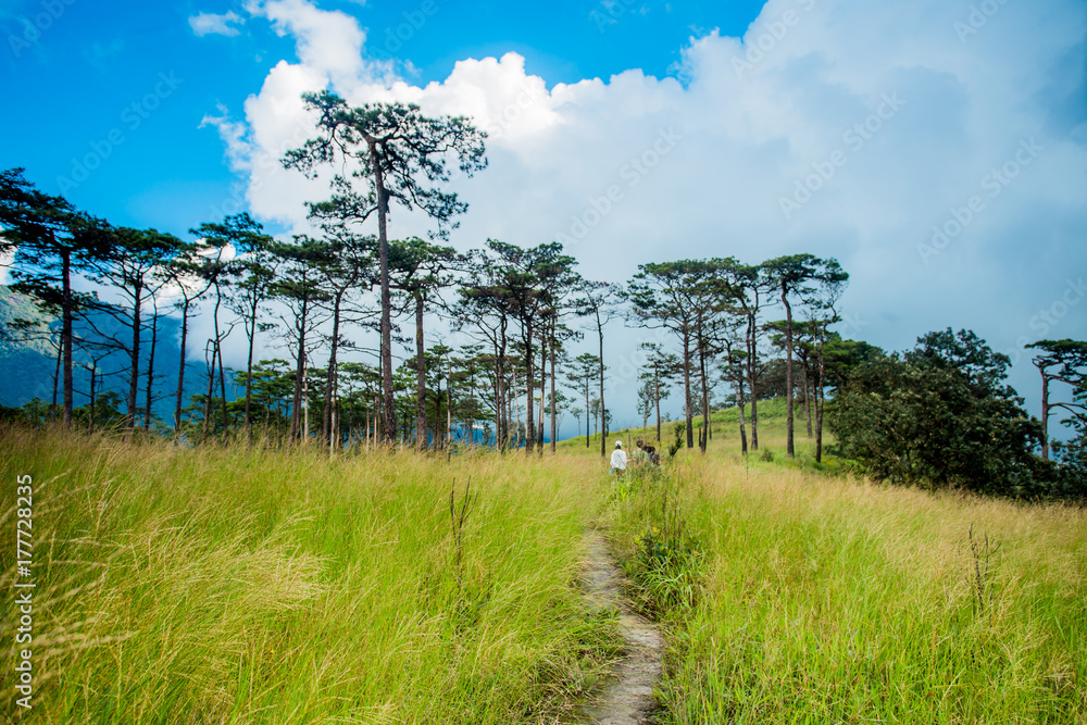 Pine forest in Thailand