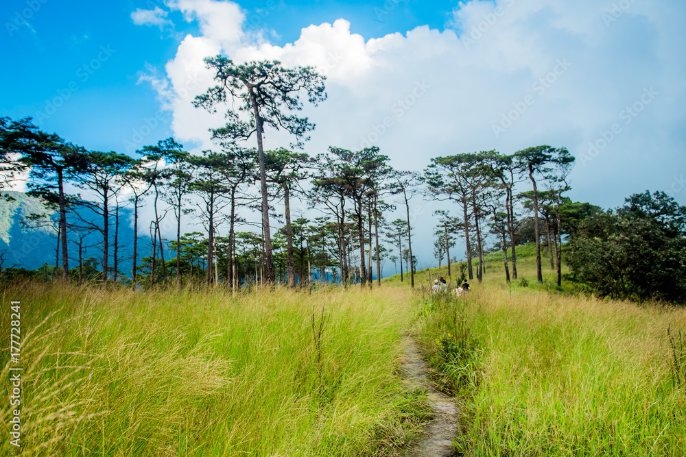 Obraz premium Pine forest in Thailand