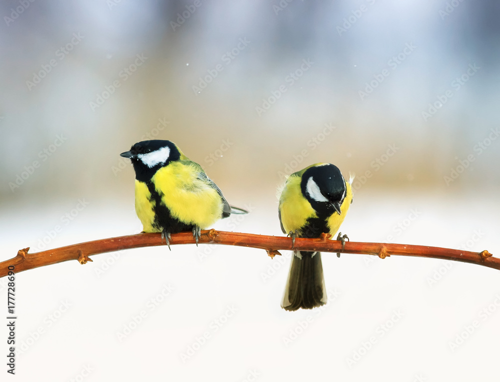 Obraz premium two beautiful lovely puffy tit sitting on a branch in winter Sunny Park