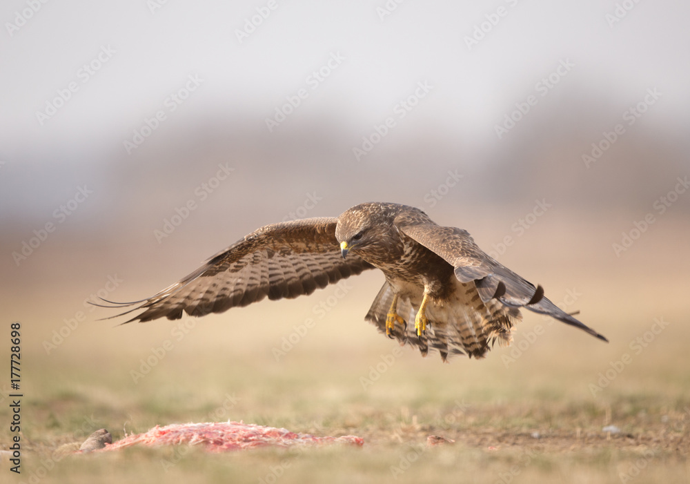 Fototapeta premium Bird of prey buzzard