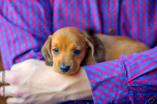 a handsome cute puppy of a dachshund lies with the owner on his hands and looks curiously at the camera.