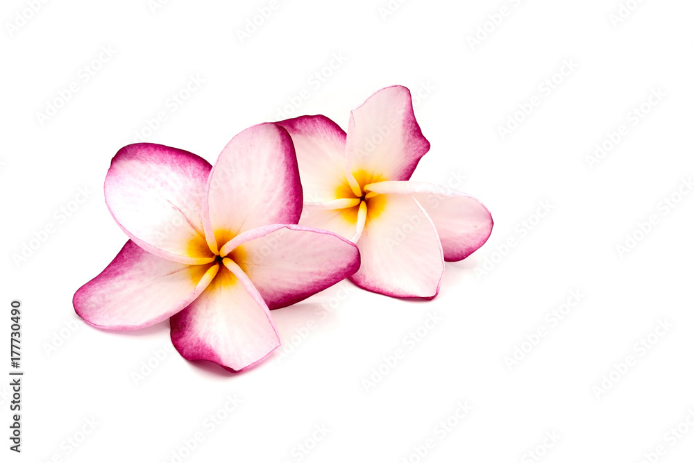 Impala Lily on the white background, Impala Lily isolated Impala Lily on the white background, Impala Lily isolated