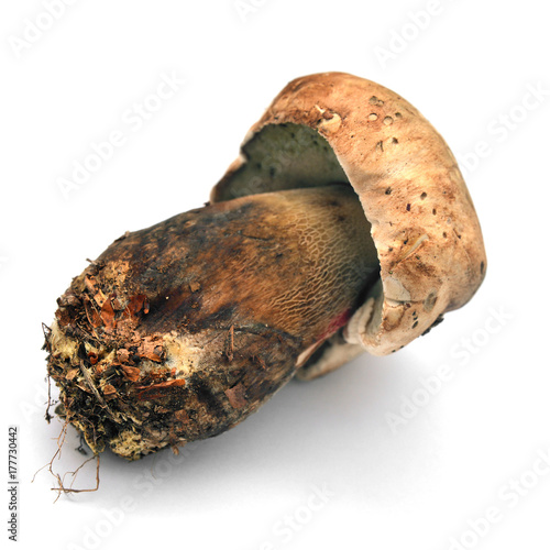 caloboletus calopus mushroom photo