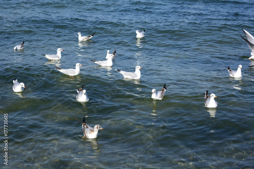 Seagulls are swimming in the sea
