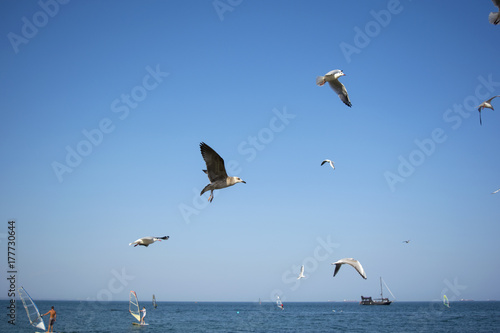 Gulls on blue sky background