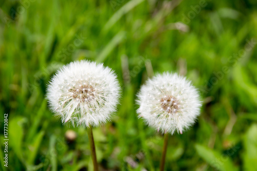 Top view of a common dandelion Taraxacum officinale  a flowering herbaceous perennial plant of the family Asteraceae. The round ball of silver tufted fruits is called a blowball or clock