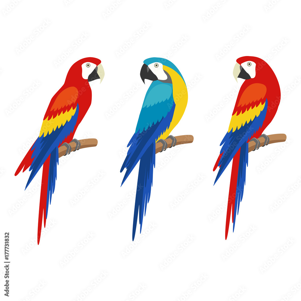 Obraz premium Zestaw papuga. Na białym tle Ilustracji wektorowych