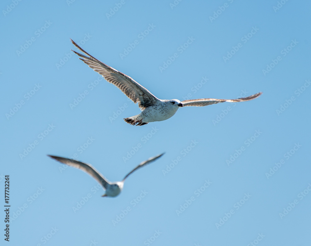 Fototapeta premium Flying seagulls