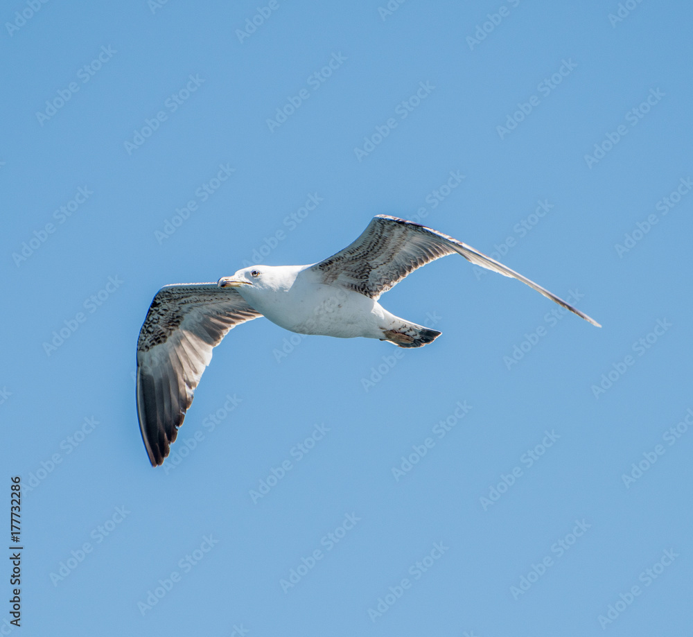 Obraz premium Flying seagull