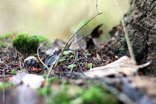 toadstool