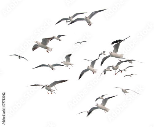 Fotografie, Obraz Flying seagulls (isolated)