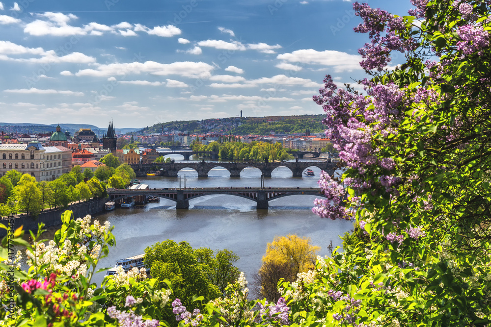 Naklejka premium The blooming bush of lilac against Vltava river and Charles bridge, Prague