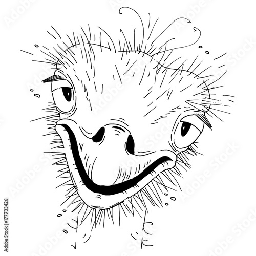 Smiling ostrich graphic linear vector sketch