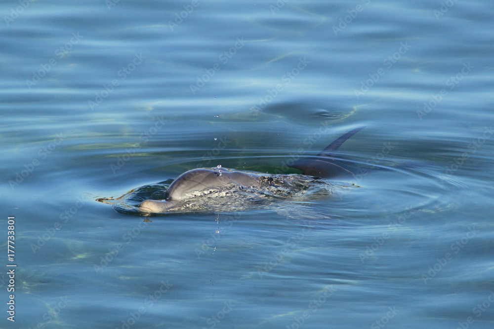 Fototapeta premium Dolphin in the blue sea with bubbles