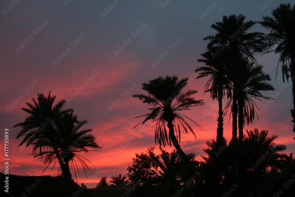 Palm trees silhouette in a red sunset