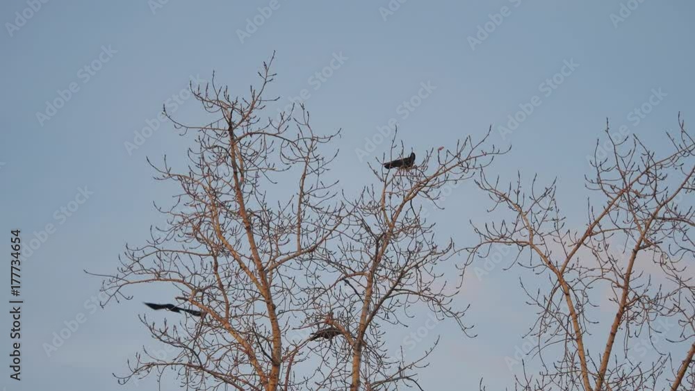 flock of birds autumn taking off from a tree, a flock of crows black bird dry tree. birds ravens in the sky flock of birds autumn taking off from a tree, a flock of crows black bird dry tree. birds ravens in the sky