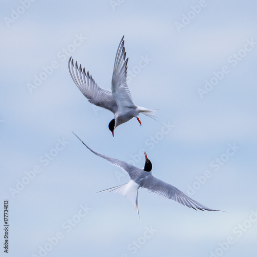 Dancing Arctic Terns