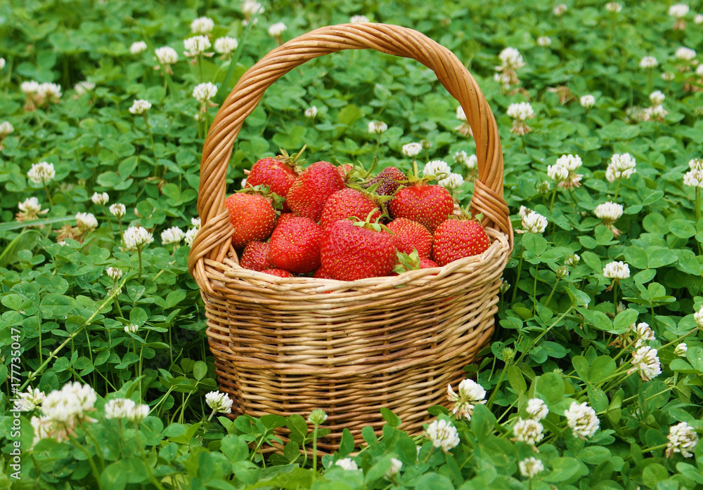 Basket with ripe strawberries. Basket with ripe strawberries.