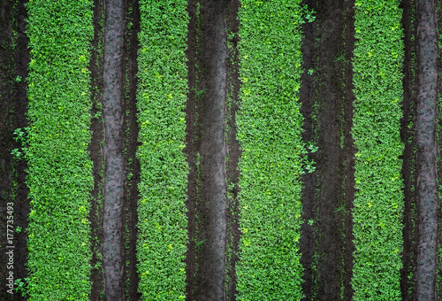 Row of growing and planting vegetables. Green vegetable garden, top view