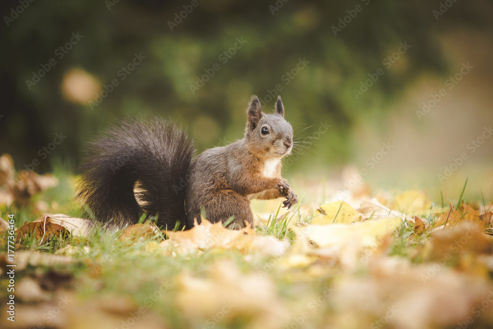 Eichhörnchen Eichhörnchen