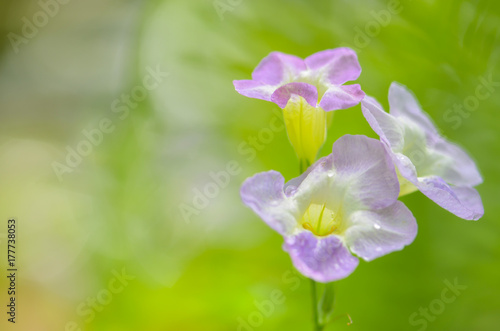 colorful flowers in garden, sweet background on solf sunshine day