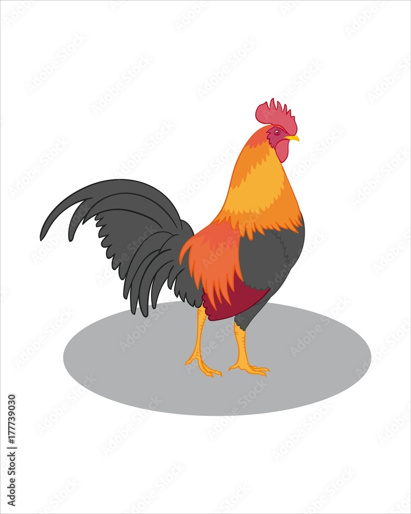Adult orange grey Cock - vector drawing - isolate white background