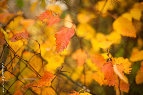 Autumn beech leaves decorate a beautiful nature bokeh background with forest © mironovm