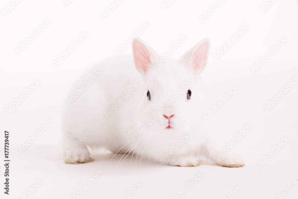 White rabbit in a studio on a white backgroud White rabbit in a studio on a white backgroud